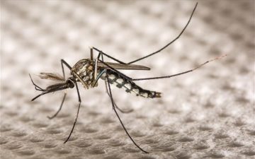 Μέτρα προστασίας από τα κουνούπια για την πρόληψη του ιού του Δυτικού Νείλου