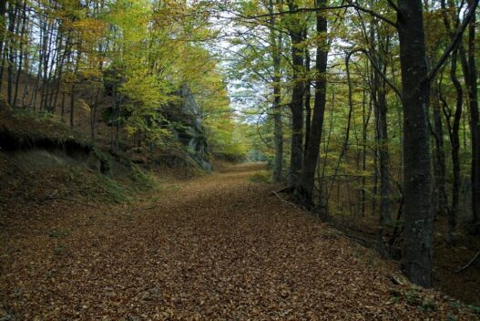 Δήμος Δράμας