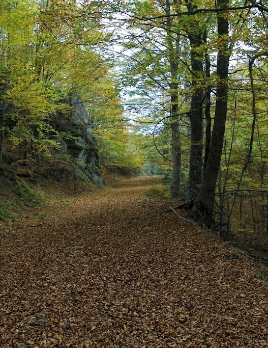 Δήμος Δράμας