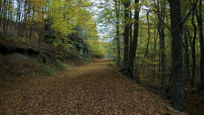 Δήμος Δράμας